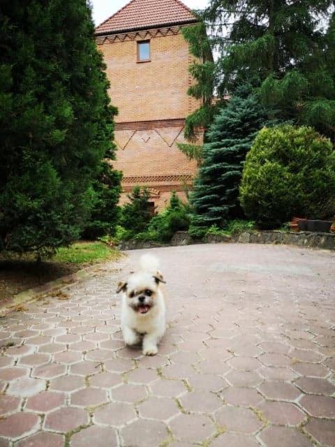 Zamek Ostrowski Villa Chojnik Екстериор снимка